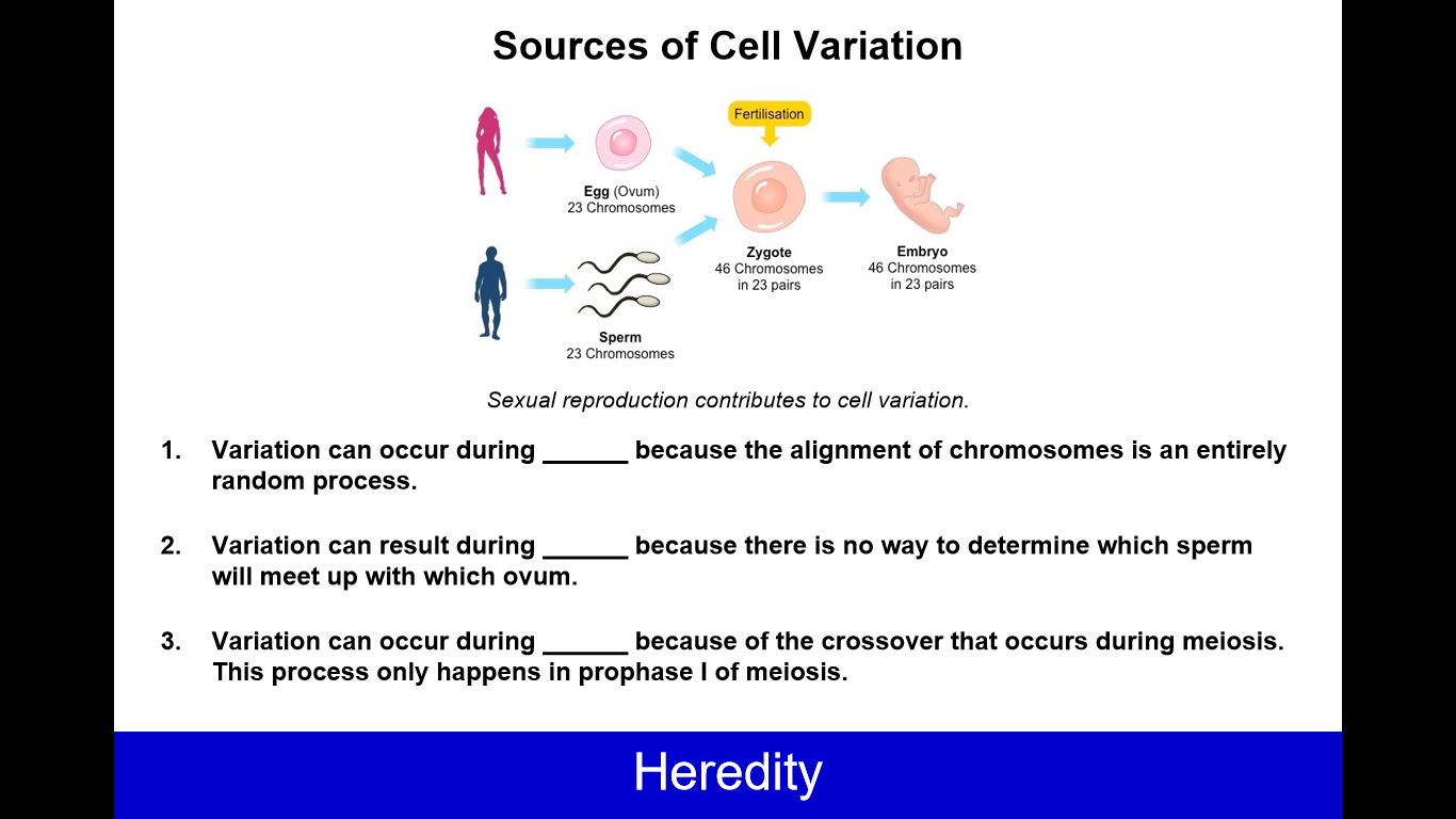 2025 AP Biology Flashcards