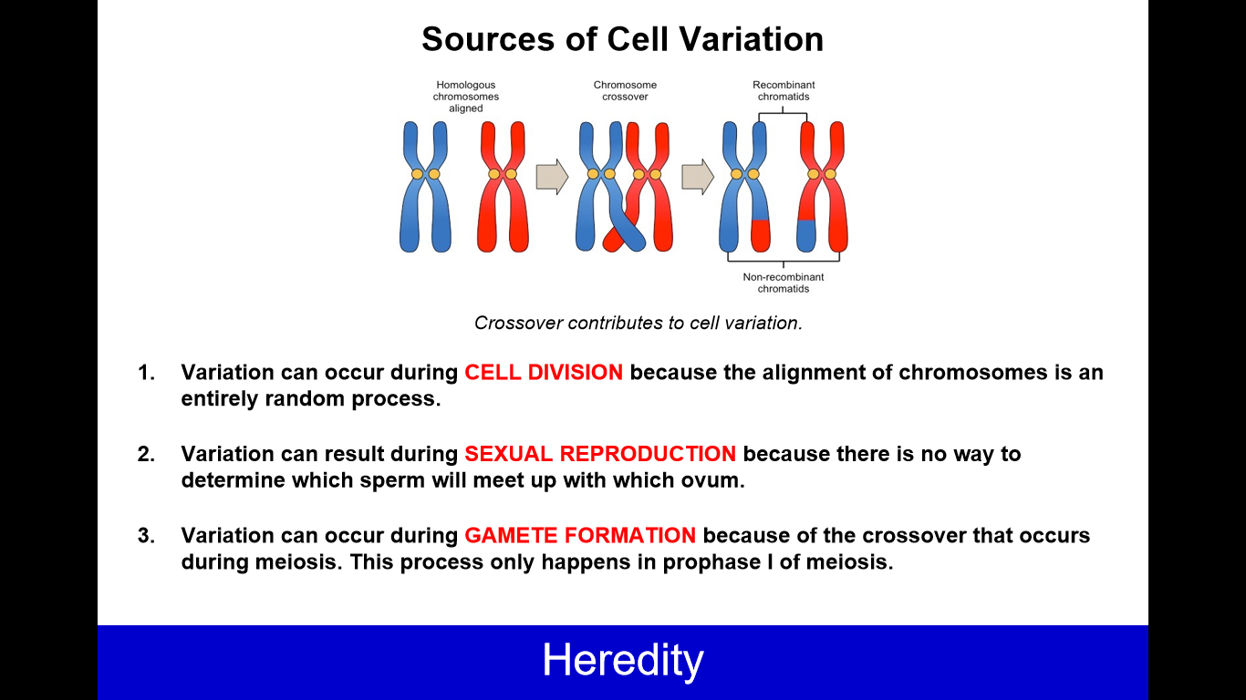2025 AP Biology Flashcards